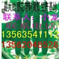 找鲁西无公害西红柿蔬菜种植基地的供应新鲜黄瓜现已大量上市价格、图片、详情,上一比多_一比多产品库