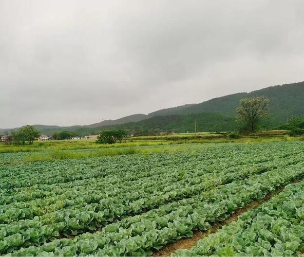 祁阳大村甸镇:育秧工厂种蔬菜 一地"生"两金