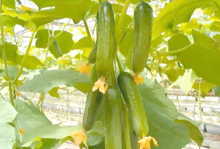 五,六月份的蔬菜种植指南:如何选择合适的蔬菜种类