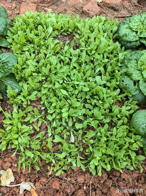 寒露过后,务必要种植这几样蔬菜,恰恰是最佳种植时间,收获一定不会
