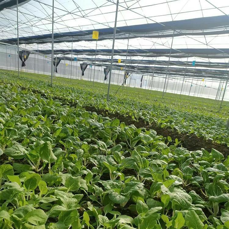 芳诚温室 河源蔬菜种植大棚 蔬果育苗连栋棚报价 - 爱企查