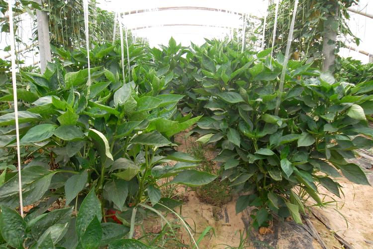 山东平原县惠丰蔬菜种植专业联合社以种植原